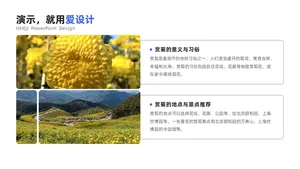 并列关系2项PPT内容页